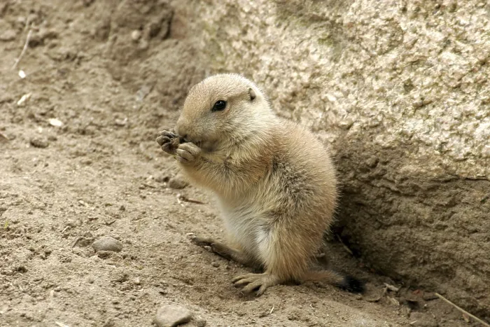 Framed Print : Black-tailed prairie dog (Cynomys ludovicianus)