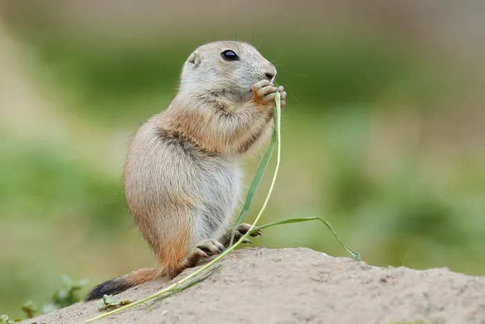 Framed Print : Black-tailed prairie dog (Cynomys ludovicianus)