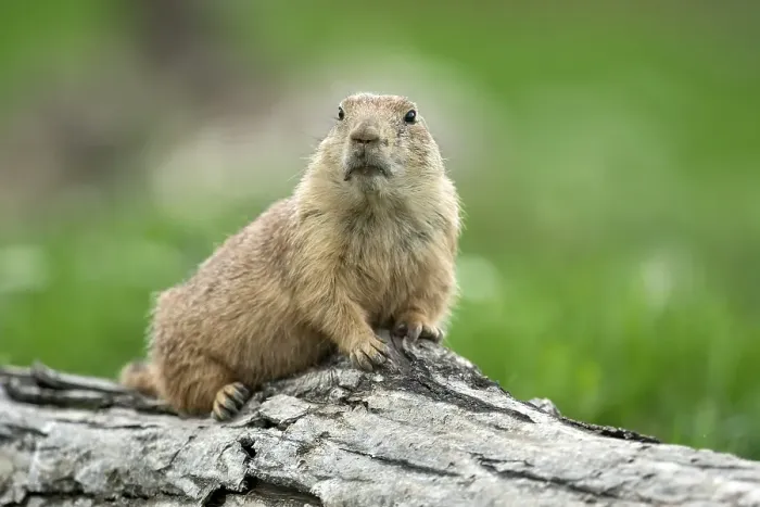 Framed Print : Black-tailed Prairie Dog (Cynomys ludovicianus) lying on tree trunk Framed Print : Black-tailed Prairie Dog (Cynomys ludovicianus) lying on tree trunk