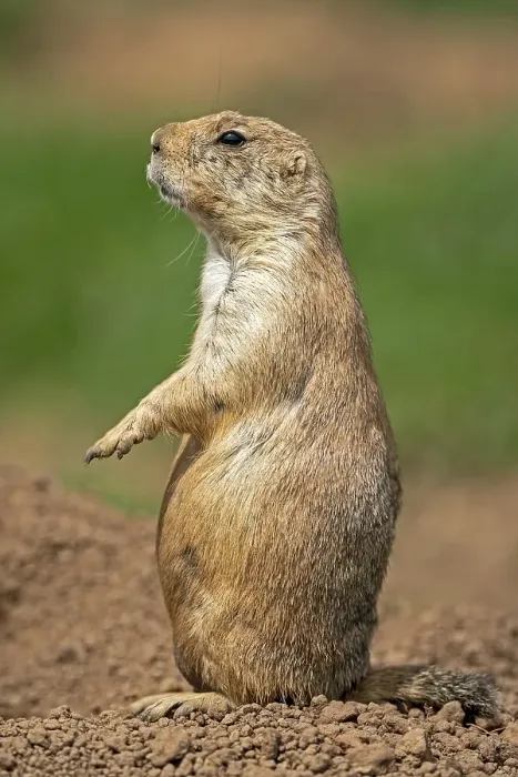 Framed Print : Black-tailed Prairie Dog (Cynomys ludovicianus) stands attentively