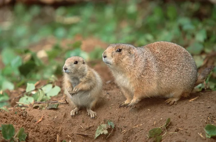 Framed Print : Black-tailed Prairie Dog (Cynomys ludovicianus) with young Framed Print : Black-tailed Prairie Dog (Cynomys ludovicianus) with young