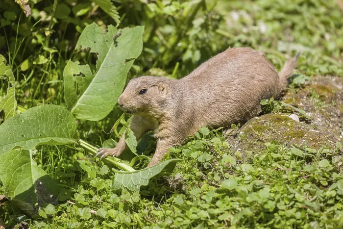 Framed Print : A black-tailed prairie dog sits on fresh green vegetation