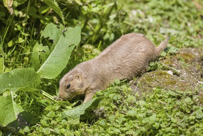Framed Print : A black-tailed prairie dog sits on fresh green vegetation