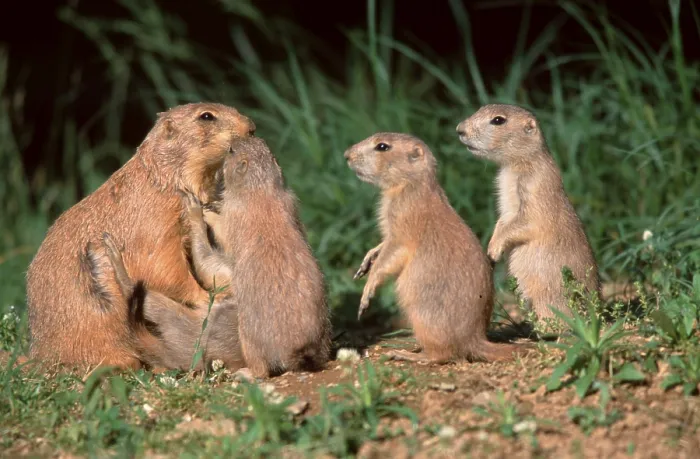 Framed Print : Black-tailed prairie dogs (Cynomys ludovicianus)