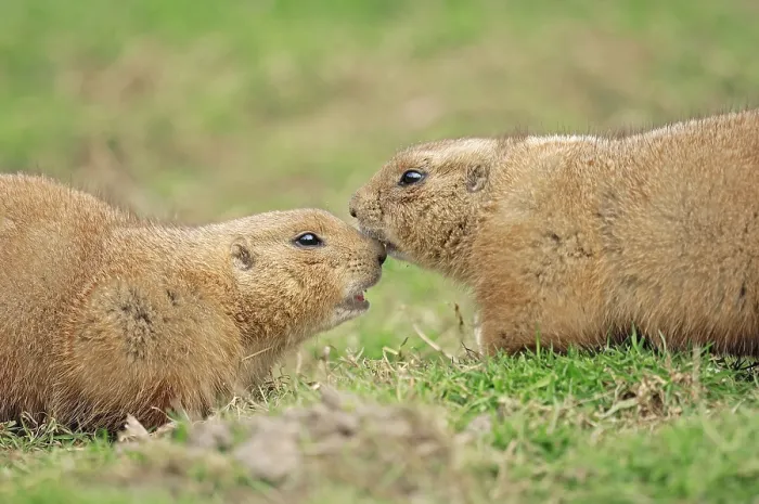 Framed Print : Black-tailed Prairie Dogs (Cynomys ludovicianus)