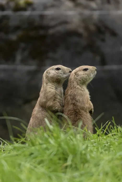 Framed Print : Black-tailed prairie dogs (Cynomys ludovicianus)