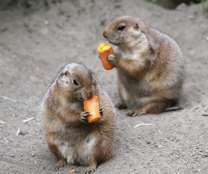 Framed Print : Black-tailed Prairie Dogs (Cynomys ludovicianus) nibble on carrot