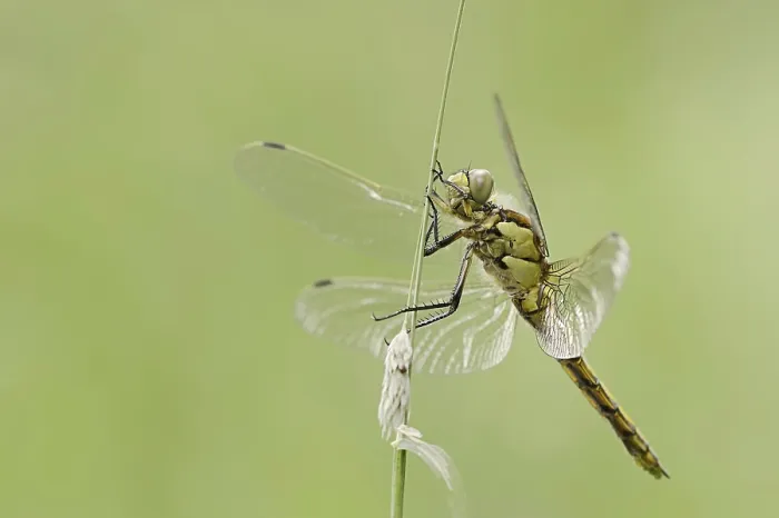 Framed Print : Black-tailed skimmer (Orthetrum cancellatum)