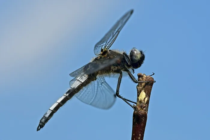 Framed Print : Black-tailed skimmer (Orthetrum cancellatum) Framed Print : Black-tailed skimmer (Orthetrum cancellatum)