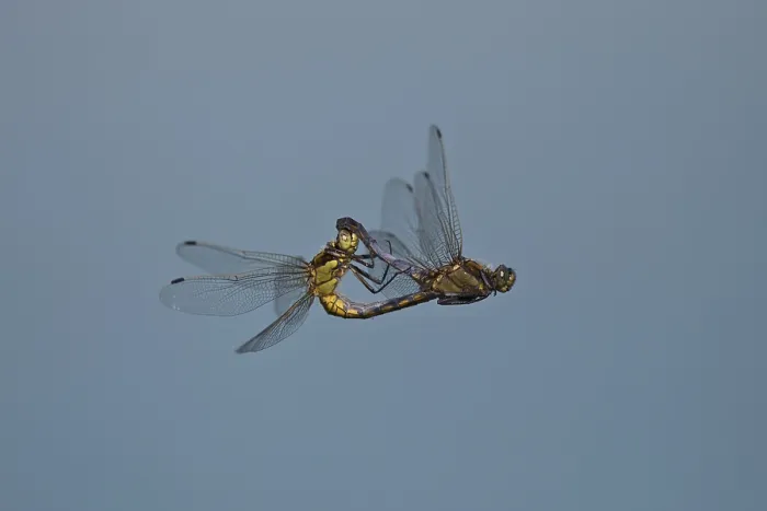Framed Print : Black-tailed Skimmer, Orthetrum cancellatum