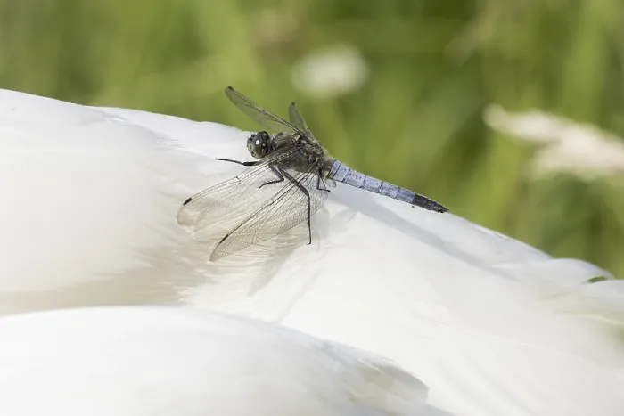 Framed Print : Black-tailed Skimmer (Orthetrum cancellatum) Framed Print : Black-tailed Skimmer (Orthetrum cancellatum)