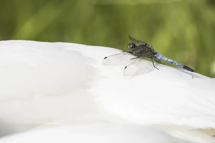 Framed Print : Black-tailed Skimmer (Orthetrum cancellatum) Framed Print : Black-tailed Skimmer (Orthetrum cancellatum)
