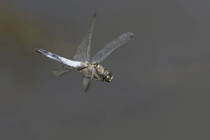 Framed Print : Black tailed Skimmer (Orthetrum cancellatum)