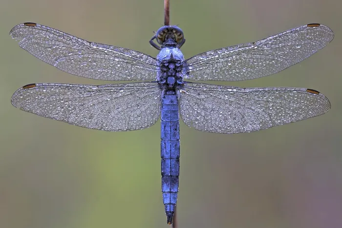 Framed Print : Black-tailed skimmer (Orthetrum cancellatum) Framed Print : Black-tailed skimmer (Orthetrum cancellatum)