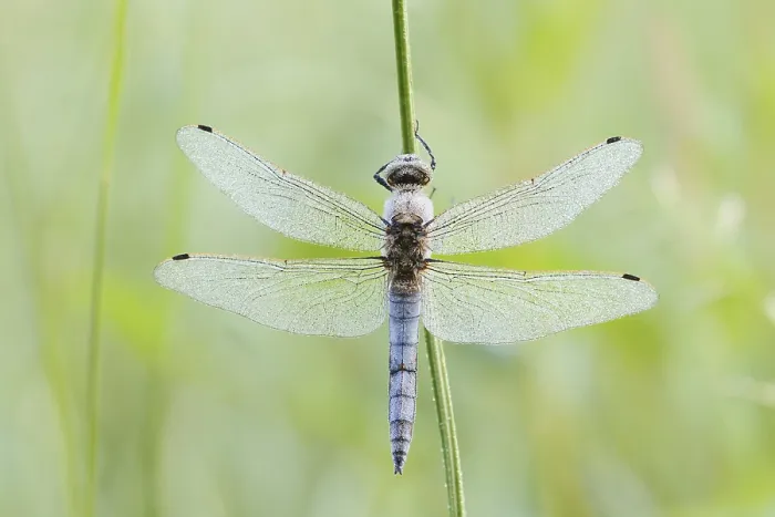 Framed Print : Black-tailed Skimmer (Orthetrum cancellatum)