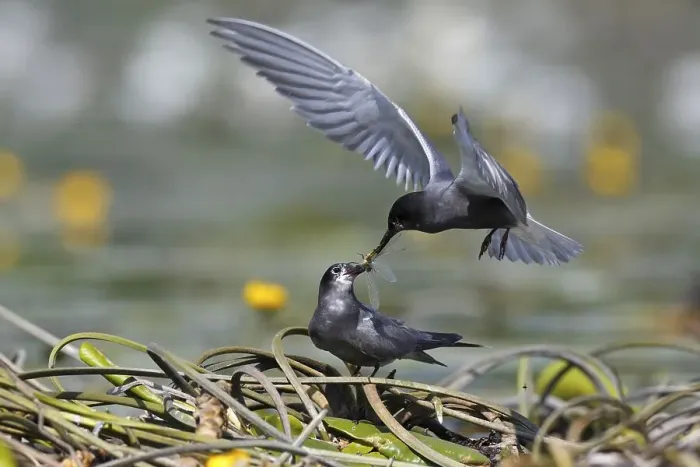 Framed Print : Black tern (Chlidonias niger), courtship feeding Framed Print : Black tern (Chlidonias niger), courtship feeding