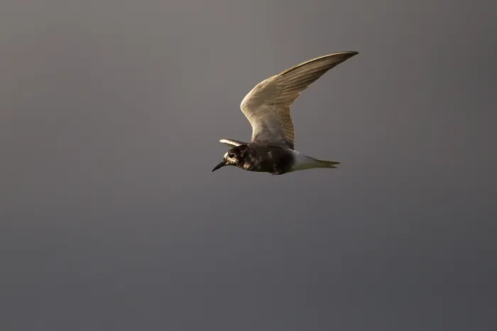 Framed Print : Black Tern (Chlidonias niger) in flight