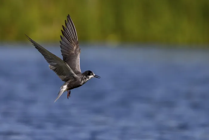Framed Print : Black Tern (Chlidonias niger), in flight Framed Print : Black Tern (Chlidonias niger), in flight
