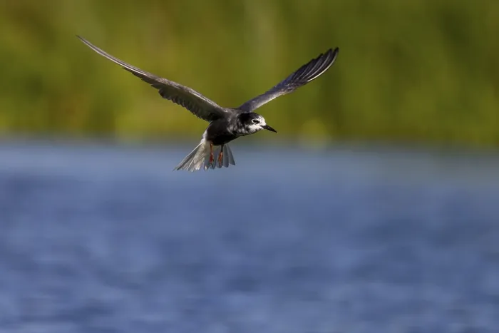 Framed Print : Black Tern (Chlidonias niger), in flight Framed Print : Black Tern (Chlidonias niger), in flight