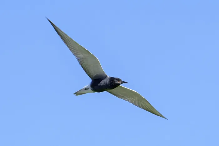 Framed Print : Black tern (Chlidonias niger, Sterna nigra) in breeding plumage in flight against blue sky