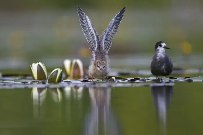Framed Print : Black tern (Chlidonias niger) with young bird on lily pads Framed Print : Black tern (Chlidonias niger) with young bird on lily pads
