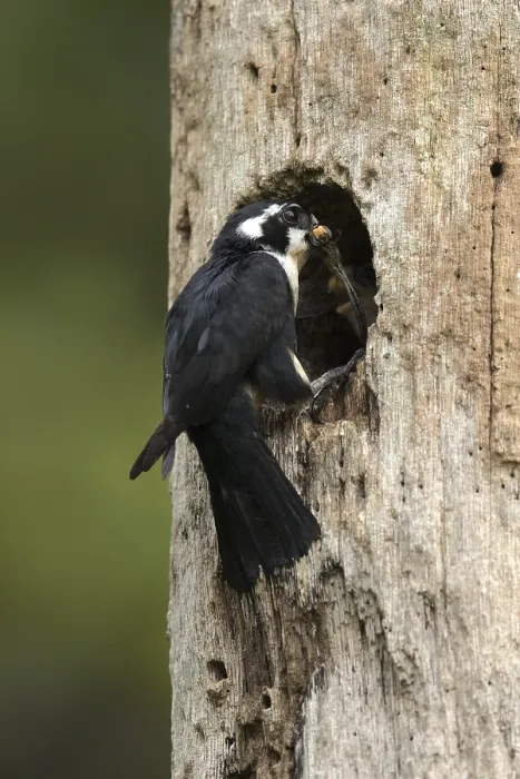 Framed Print : Black-thighed Falconet (Microhierax fringillarius) at nesting hole Framed Print : Black-thighed Falconet (Microhierax fringillarius) at nesting hole