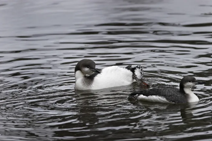 Framed Print : Black-throated loon, Gavia arctica
