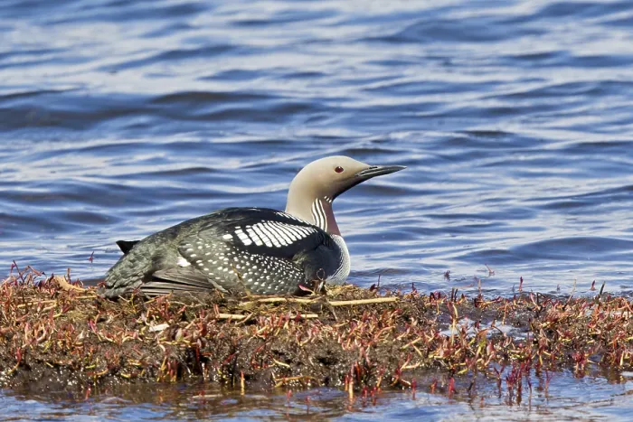 Framed Print : Black-throated Loon (Gavia arctica) incubating eggs on nest