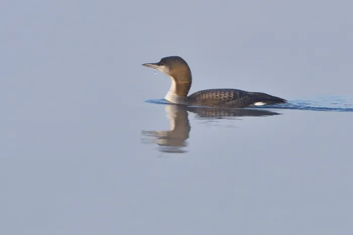 Framed Print : Black-throated loon in winter in saxon