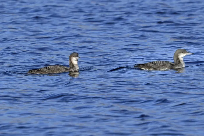 Framed Print : Two black-throated loons, Arctic loon