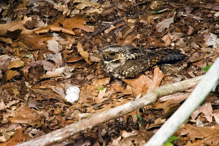 Framed Print : Black-throated Nightjar, Black-throated Nightjar