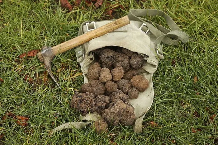 Framed Print : Black truffle (tuber melanosporum)