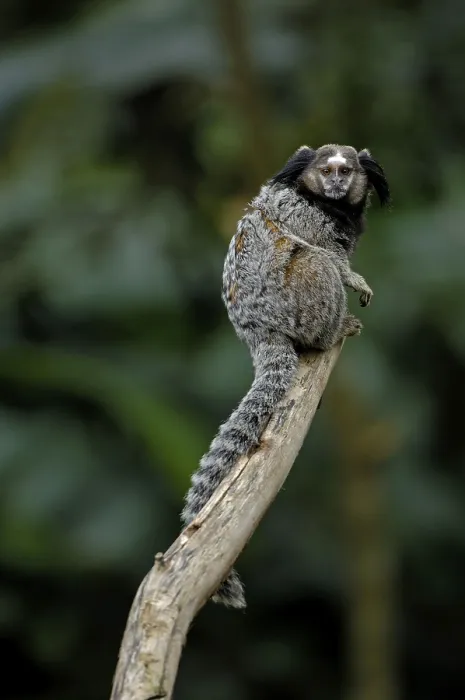 Framed Print : Black-tufted marmoset (Callithrix penicillata) Framed Print : Black-tufted marmoset (Callithrix penicillata)