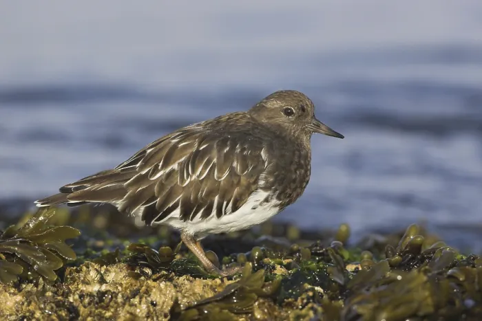 Framed Print : Black Turnstone (Arenaria melanocephala)