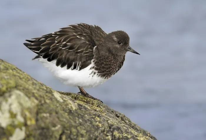 Framed Print : Black Turnstone (Arenaria melanocephala)