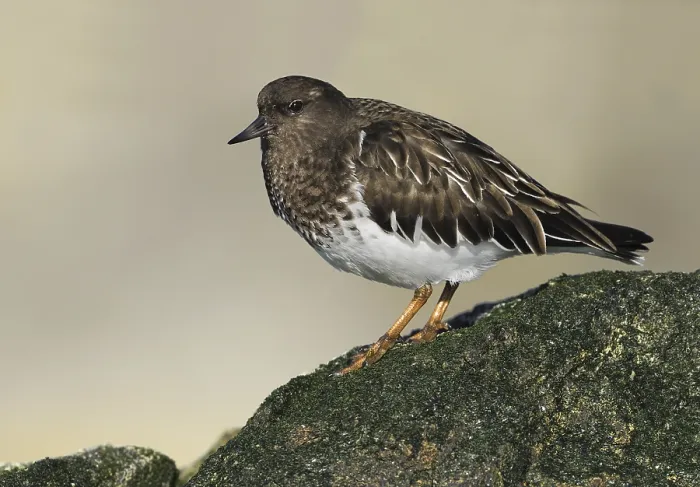 Framed Print : Black Turnstone (Arenaria melanocephala)