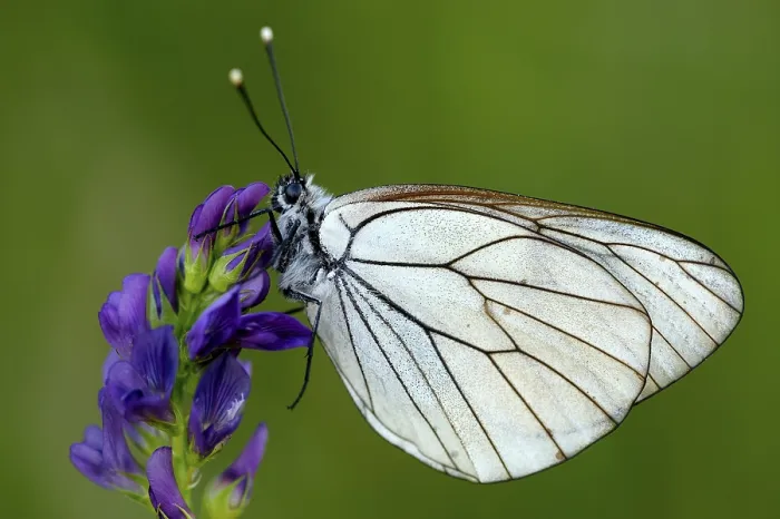 Framed Print : Black-veined white (Aporia crataegi) on a flower