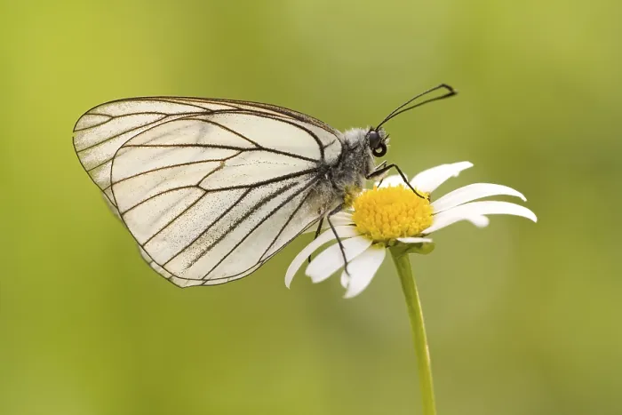 Framed Print : Black-veined White butterfly (Aporia crataegi)