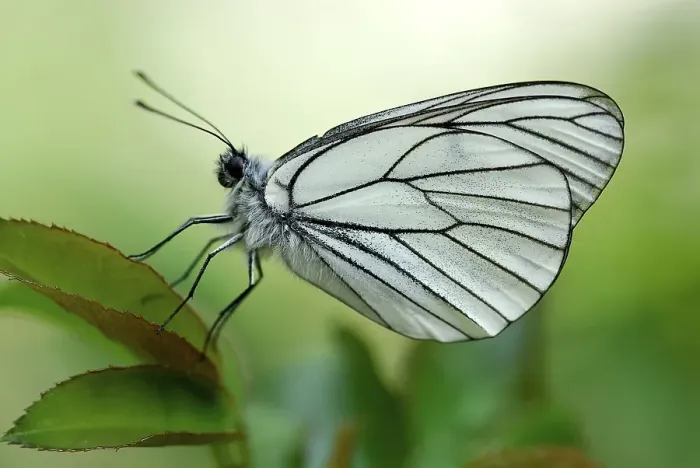 Framed Print : Black-veined White Butterfly (Aporia crataegi) perched on a leaf