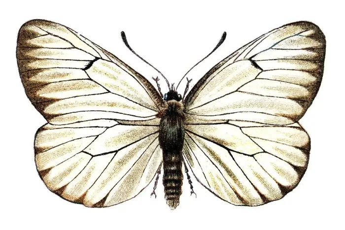 Framed Print : Black veined white (Pieris crataegi)