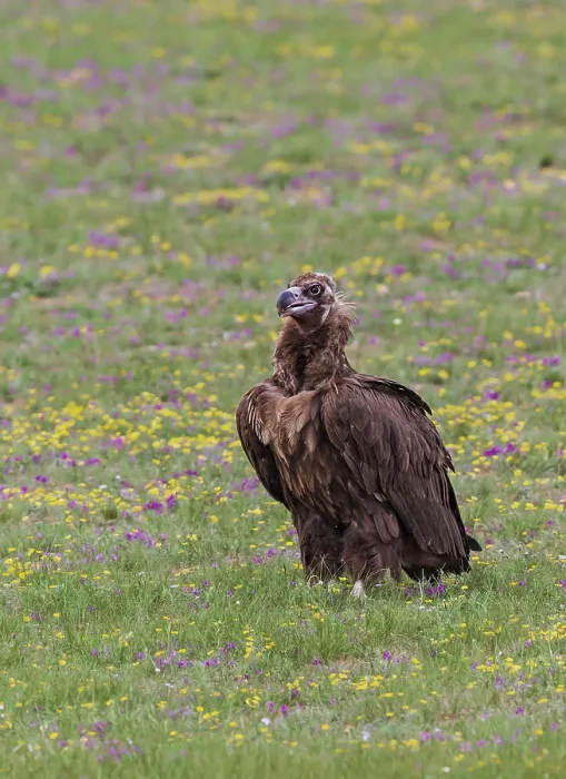 Framed Print : Black Vulture (Aegypius monachus)