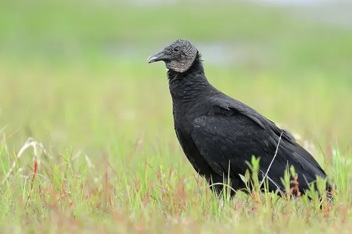 Framed Print : Black Vulture (Coragyps atratus) Framed Print : Black Vulture (Coragyps atratus)