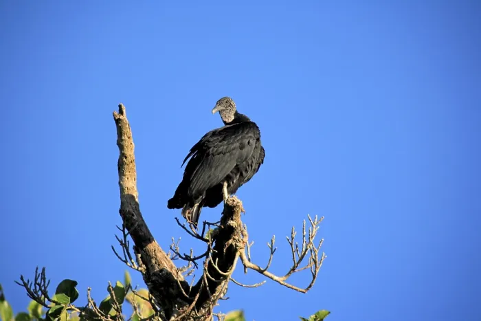 Framed Print : Black vulture (Coragyps atratus)