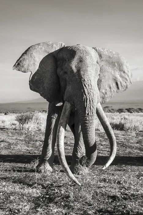 Framed Print : Black West African elephant (Loxodonta africana) Framed Print : Black West African elephant (Loxodonta africana)