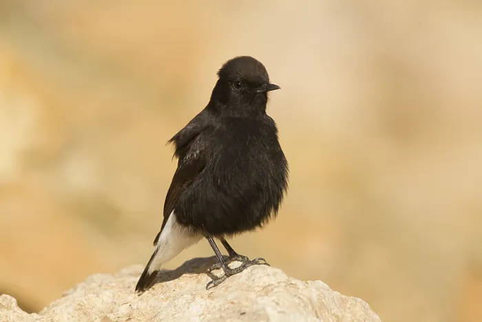 Framed Print : Black Wheatear (Oenanthe leucura) male