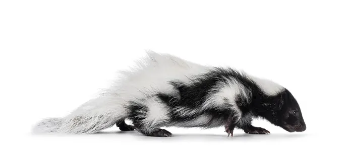 Framed Print : Black and white baby skunk walking side ways