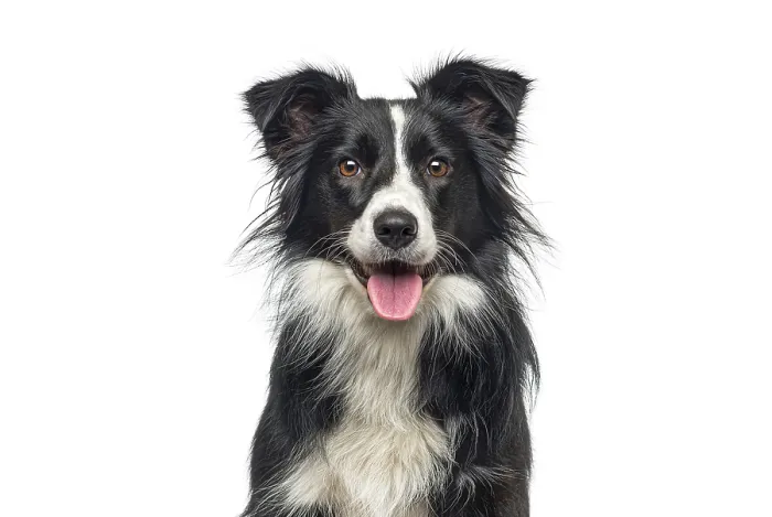 Framed Print : Black and white border collie dog looking at camera with open mouth and tongue out