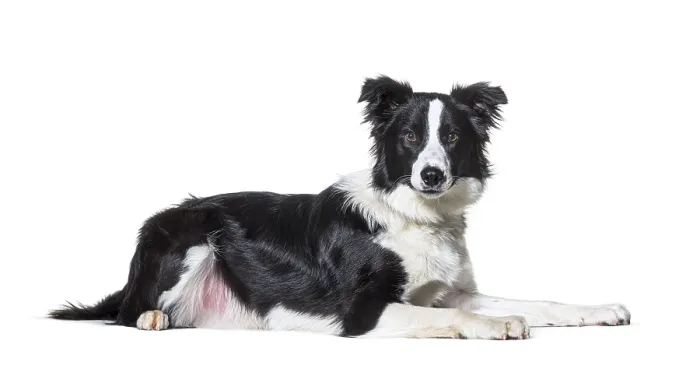 Framed Print : Black and white border collie lying down Framed Print : Black and white border collie lying down