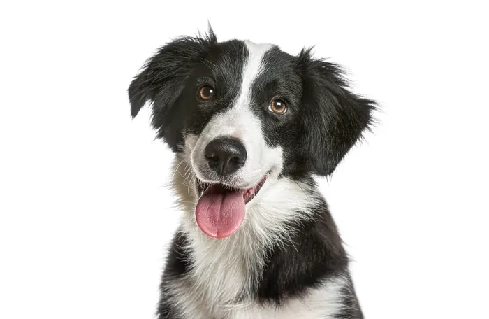 Framed Print : Black and white border collie puppy panting