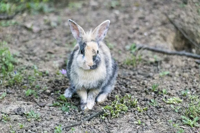 Framed Print : Black and white bunny sitting in dull ground